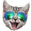 Small sunglasses cat