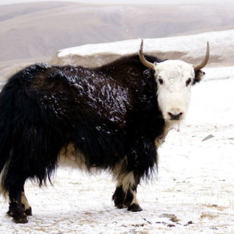 Yak