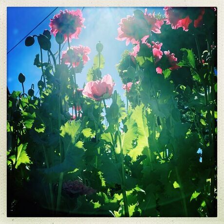 Hipstamaticphoto 674778692.585358