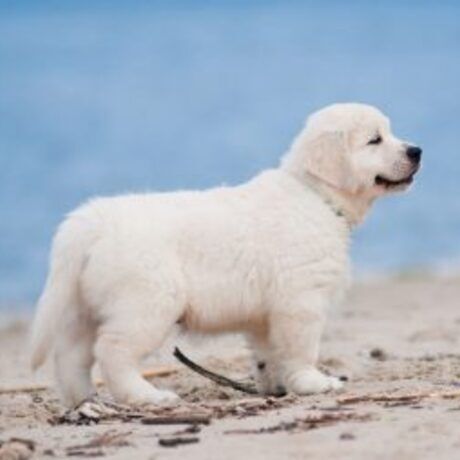 Sm pup at beach 300x254