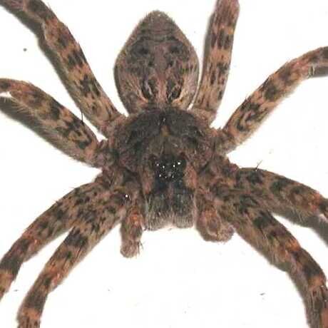 Wolf spider 8 eyes pb032198