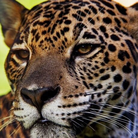 Jaguar atlantic forest
