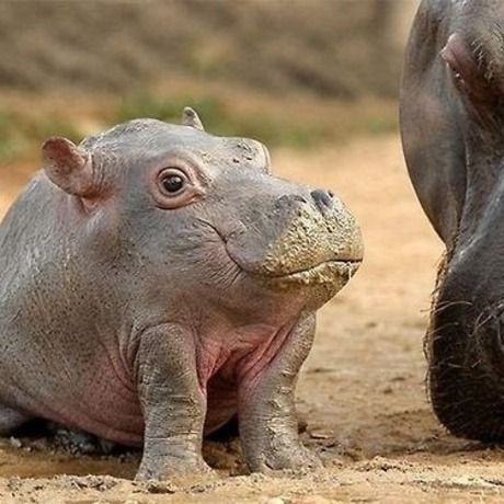 Baby hippo