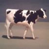 Small cropped cow 3.5.1