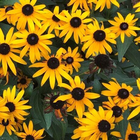Black eyed susans farmhouse  3 