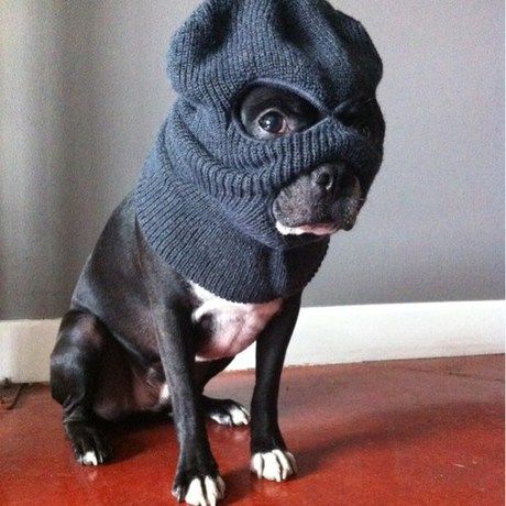 1504029 222833607912695 1900750798 n