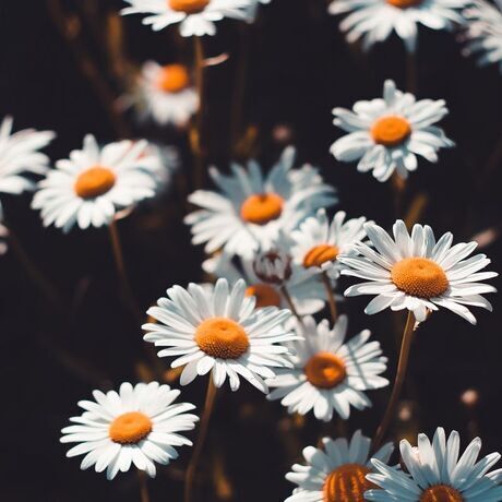 B1c121976dac162a546161732acc79c5