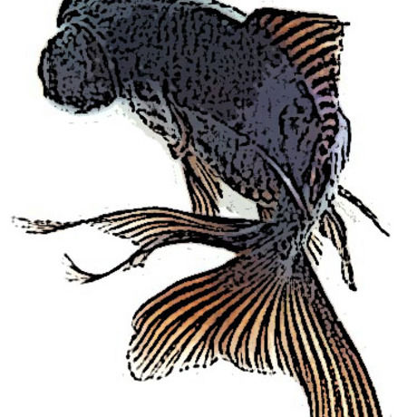 Fish2