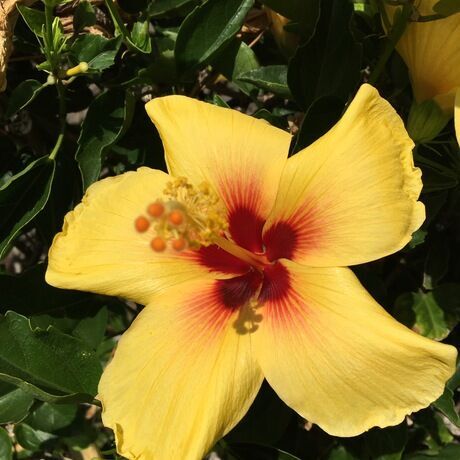 Yellowhibiscus