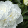 Small peony small
