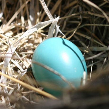 Robin egg