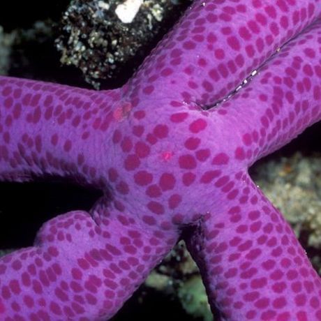 Purple starfish