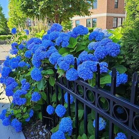 Hydrangea