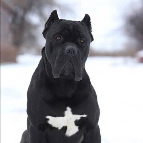 Cane corso t shirt 1