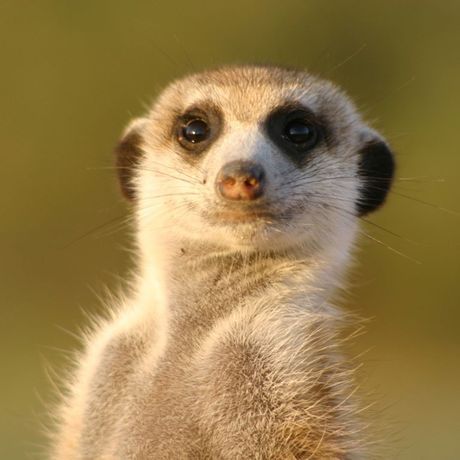 Meerkat 2560x1600