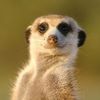 Small meerkat 2560x1600