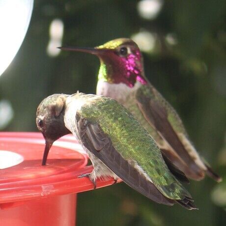 Hummingbird