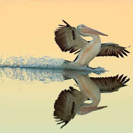 Bird pose