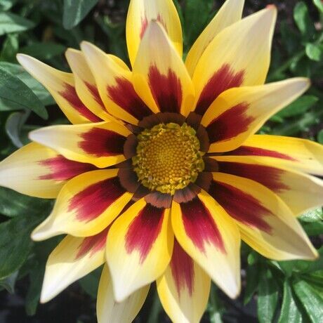 Gazania