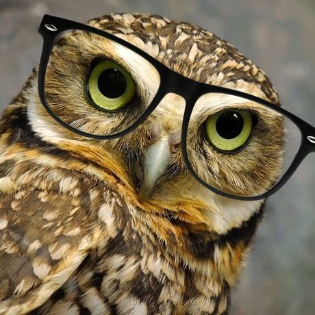 Burrowing owl by dingo84dogs d5u1m7i